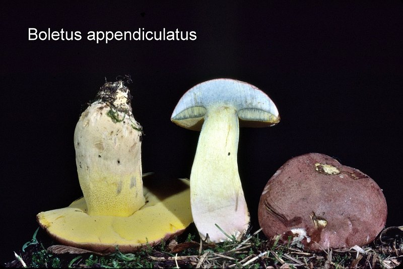 Butyriboletus appendiculatus-amf283-1.jpg - Butyriboletus appendiculatus ; Syn1: Boletus appendiculatus ; Syn2: Boletus irideus ; Nom français: Bolet appendiculé